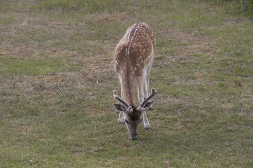 deer antlers browser