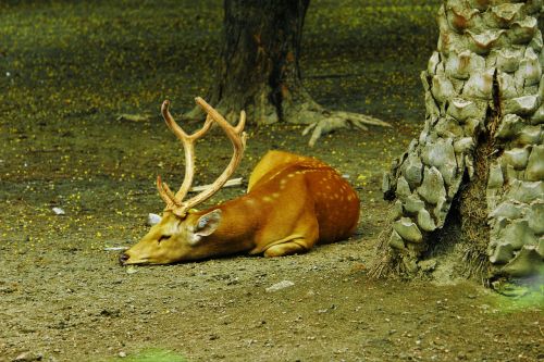 deer zoo orange