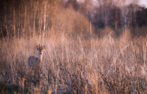 deer animal wildlife