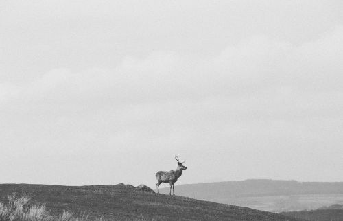 deer animal wildlife