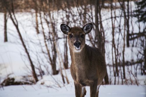 deer animal wildlife