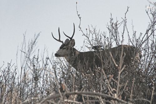 deer animal horn