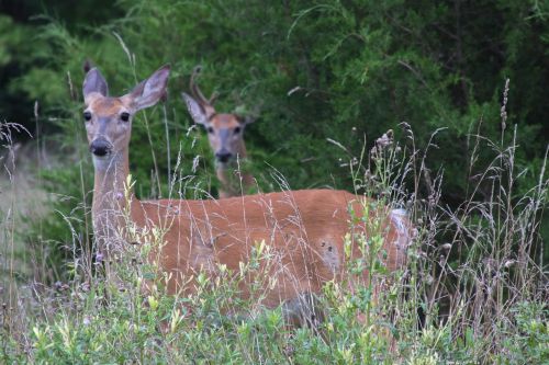 deer animal outside