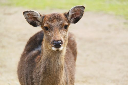 deer animal mammal