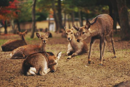 deer animal wildlife
