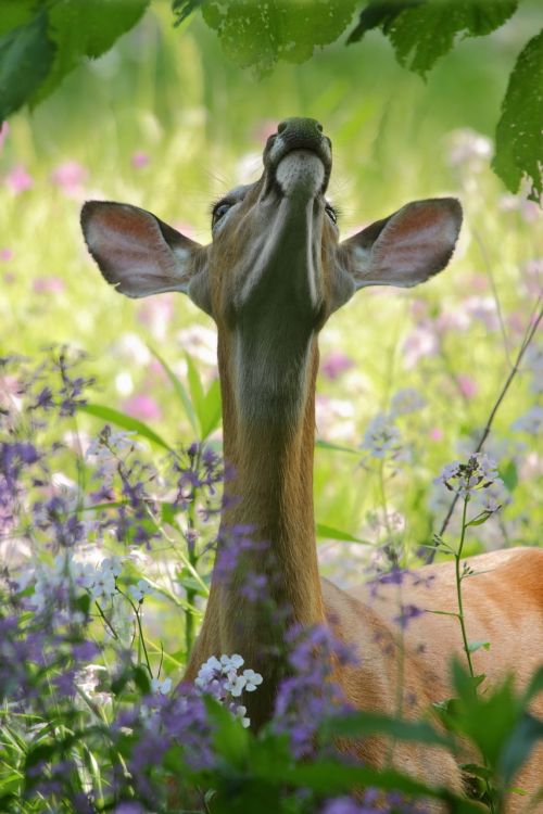 deer animal wildlife