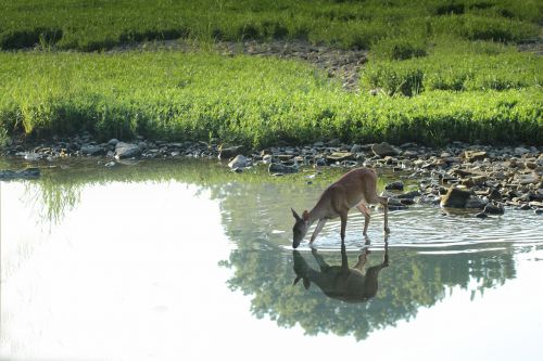 deer animal wildlife