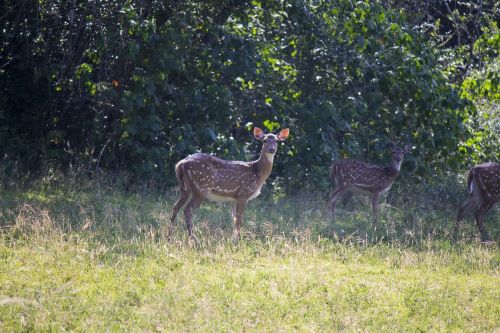 deer mammal brown