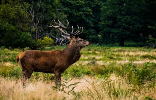 deer animal horn