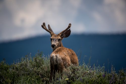 deer animal horn