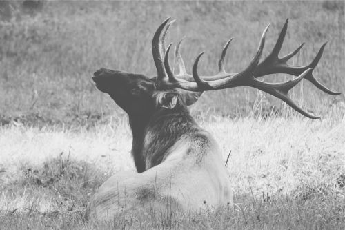 deer antlers animal