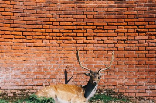 deer antlers animal