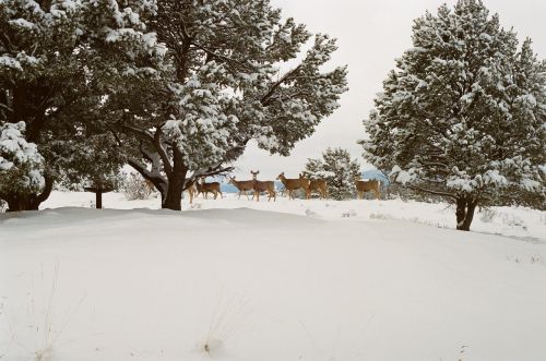 deer animals snow