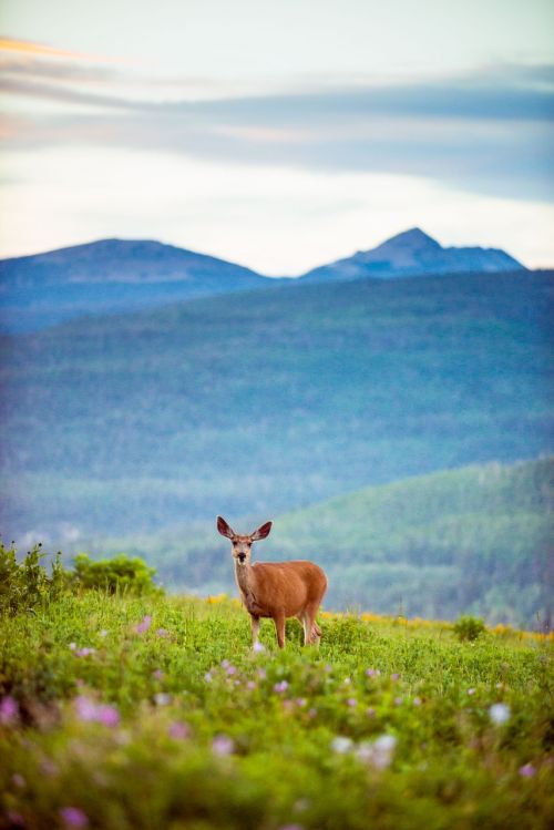 deer mountains wildlife