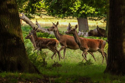 deer forest nature