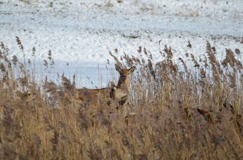 deer nature wild