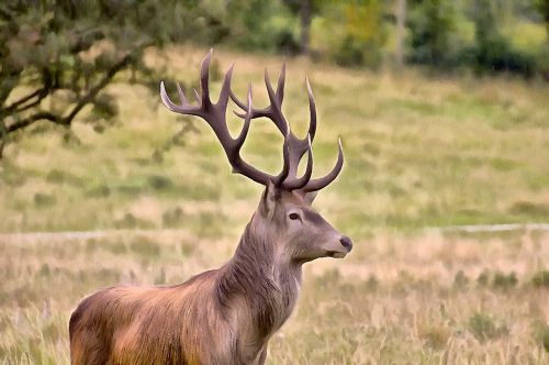 deer antlers natural