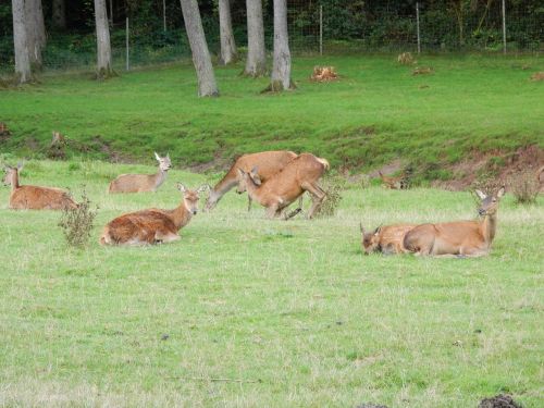 deer animals forest