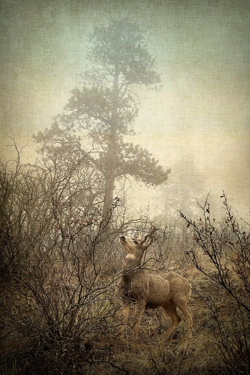 deer nature wild