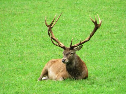 deer ten-horns élaphe