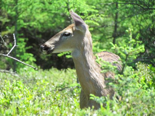 deer female wildlife