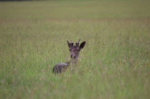 deer meadow summer