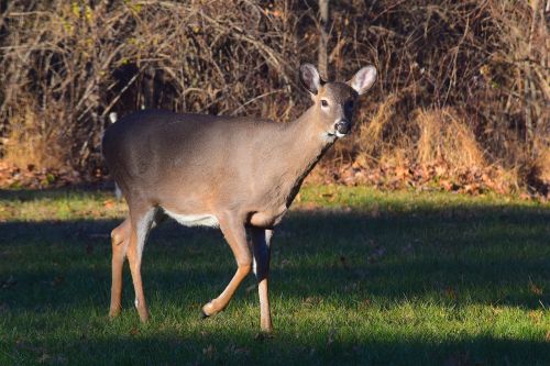 deer looking grass