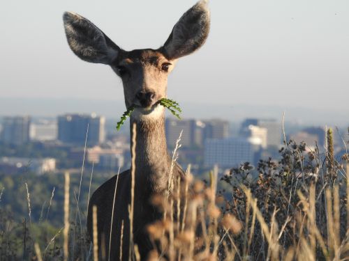 deer denver wildlife