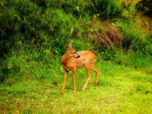 deer fawn animal