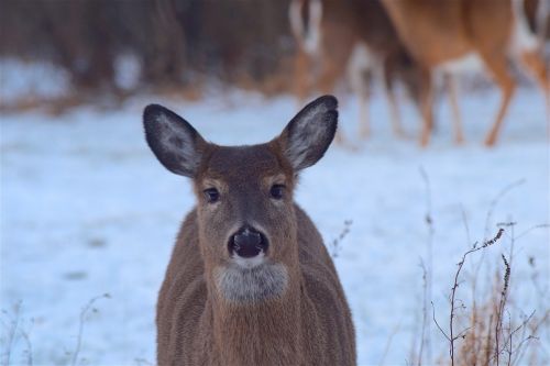 deer wildlife mammal