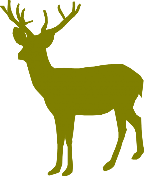 deer buck male