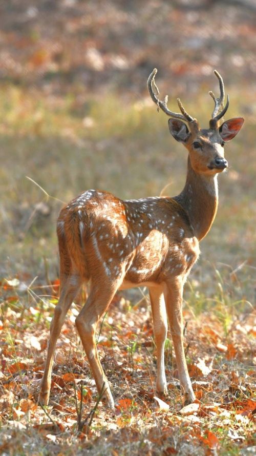 deer wildlife nature
