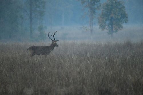 deer stag nature