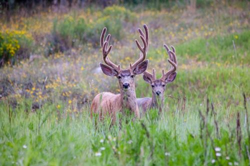 deer antler grass