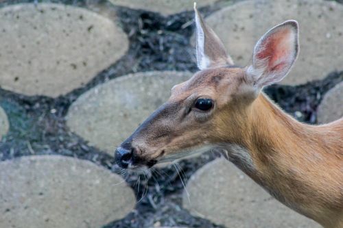 deer nature animal