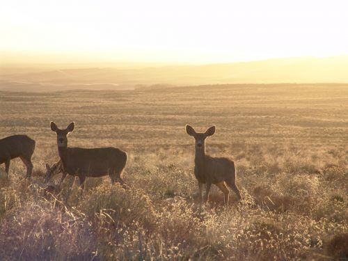 deer roe deer wild