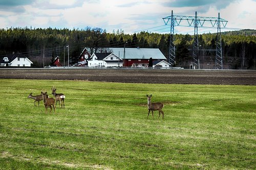 deer  grass  landscape