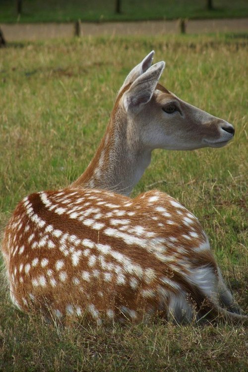 deer  nature  mammal