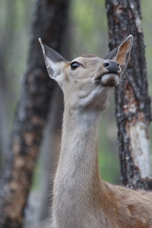 deer  spotted deer  cervus nippon