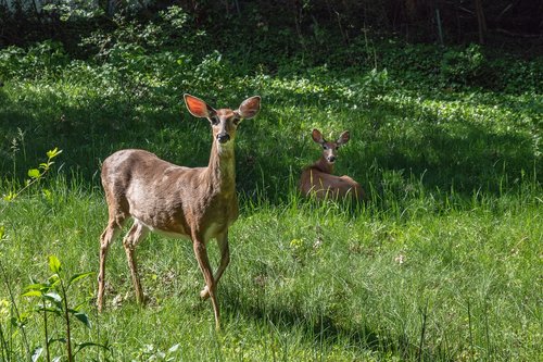 deer  spring  animal