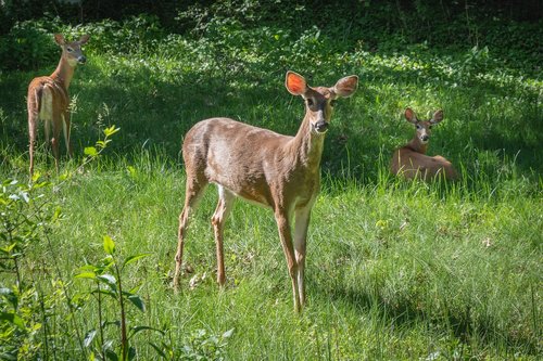 deer  spring  animal