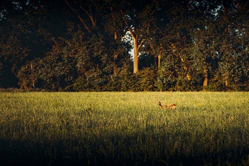 deer  sunset  meadow