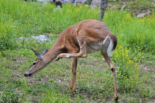 deer  white tail  nature