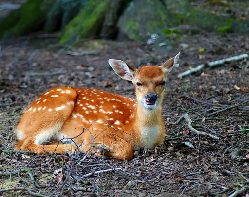 deer  animal  zoo