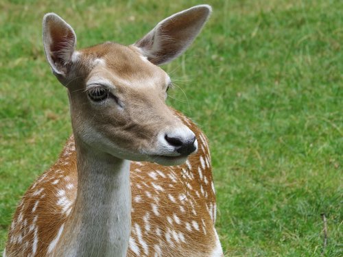 deer  animal  nature