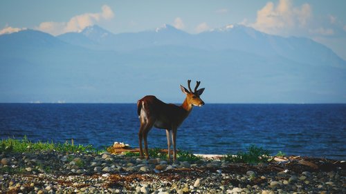 deer  sea  beach