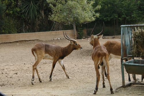 deer  zoo  captive