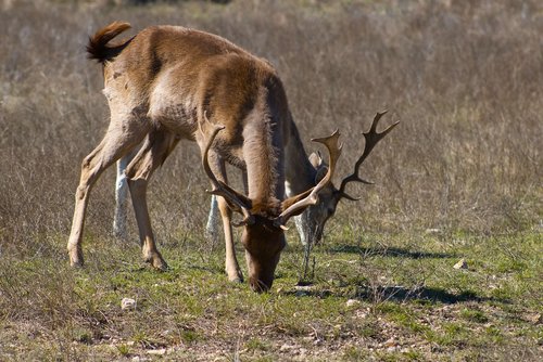 deer  buck  antlers