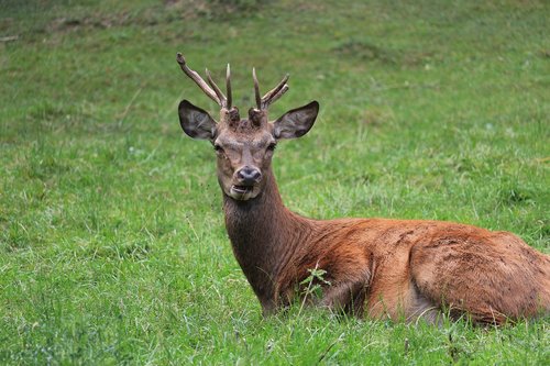 deer  horns  animal