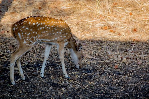 deer  nature  wildlife